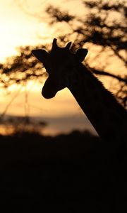 Preview wallpaper giraffe, silhouette, animal, wildlife
