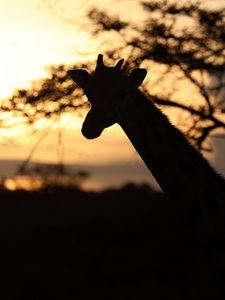 Preview wallpaper giraffe, silhouette, animal, wildlife