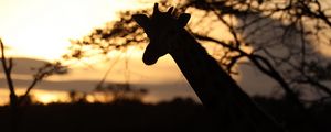 Preview wallpaper giraffe, silhouette, animal, wildlife