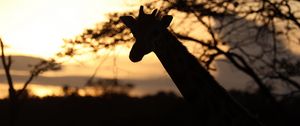 Preview wallpaper giraffe, silhouette, animal, wildlife