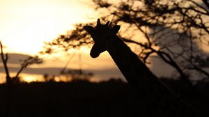 Preview wallpaper giraffe, silhouette, animal, wildlife
