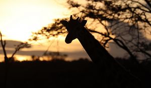 Preview wallpaper giraffe, silhouette, animal, wildlife