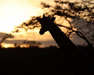 Preview wallpaper giraffe, silhouette, animal, wildlife