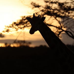 Preview wallpaper giraffe, silhouette, animal, wildlife