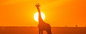 Preview wallpaper giraffe, silhouette, light, sun, sunset