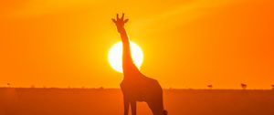 Preview wallpaper giraffe, silhouette, light, sun, sunset