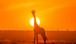 Preview wallpaper giraffe, silhouette, light, sun, sunset