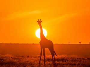 Preview wallpaper giraffe, silhouette, light, sun, sunset