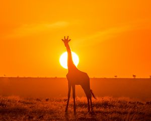 Preview wallpaper giraffe, silhouette, light, sun, sunset