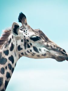 Preview wallpaper giraffe, sky, muzzle, profile