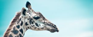 Preview wallpaper giraffe, sky, muzzle, profile