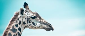 Preview wallpaper giraffe, sky, muzzle, profile