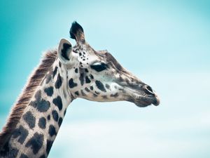 Preview wallpaper giraffe, sky, muzzle, profile