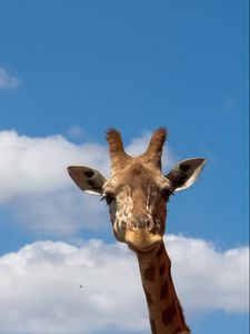 Preview wallpaper giraffe, sky, nature