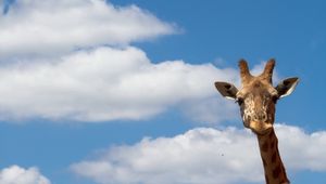 Preview wallpaper giraffe, sky, nature