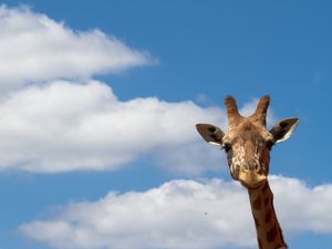 Preview wallpaper giraffe, sky, nature