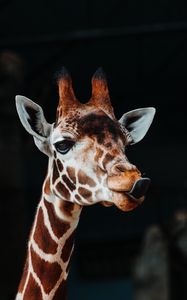 Preview wallpaper giraffe, tongue protruding, funny, animal