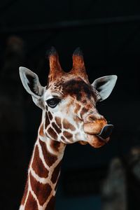 Preview wallpaper giraffe, tongue protruding, funny, animal