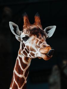 Preview wallpaper giraffe, tongue protruding, funny, animal