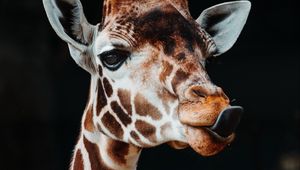 Preview wallpaper giraffe, tongue protruding, funny, animal