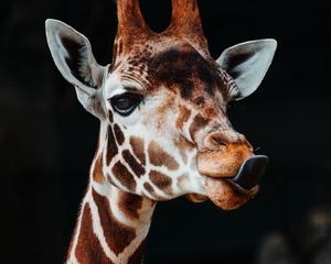 Preview wallpaper giraffe, tongue protruding, funny, animal