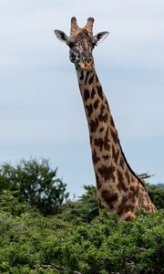 Preview wallpaper giraffe, trees, animal, wildlife