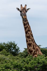 Preview wallpaper giraffe, trees, animal, wildlife