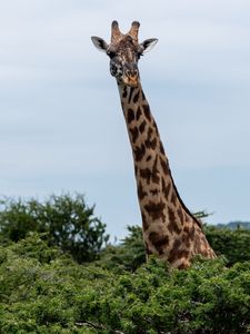 Preview wallpaper giraffe, trees, animal, wildlife