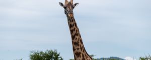 Preview wallpaper giraffe, trees, animal, wildlife