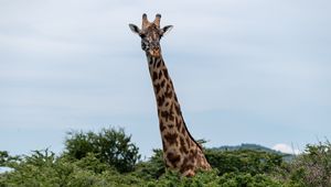 Preview wallpaper giraffe, trees, animal, wildlife