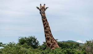 Preview wallpaper giraffe, trees, animal, wildlife