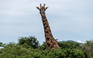 Preview wallpaper giraffe, trees, animal, wildlife