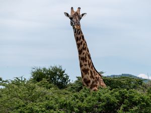 Preview wallpaper giraffe, trees, animal, wildlife