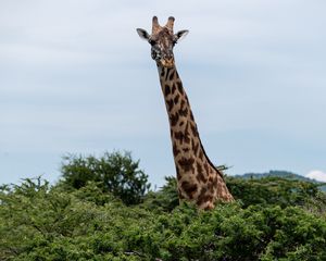 Preview wallpaper giraffe, trees, animal, wildlife