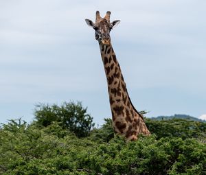 Preview wallpaper giraffe, trees, animal, wildlife