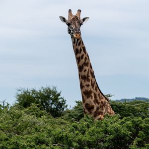 Preview wallpaper giraffe, trees, animal, wildlife