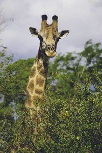 Preview wallpaper giraffe, trees, wildlife, animal
