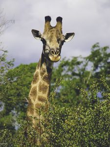 Preview wallpaper giraffe, trees, wildlife, animal