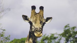 Preview wallpaper giraffe, trees, wildlife, animal