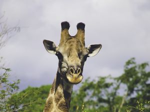 Preview wallpaper giraffe, trees, wildlife, animal