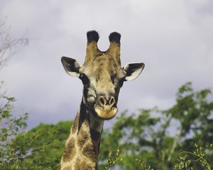 Preview wallpaper giraffe, trees, wildlife, animal