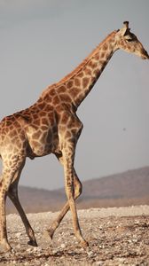 Preview wallpaper giraffe, walk, africa