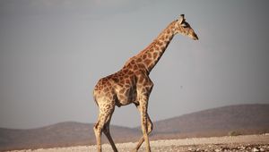 Preview wallpaper giraffe, walk, africa