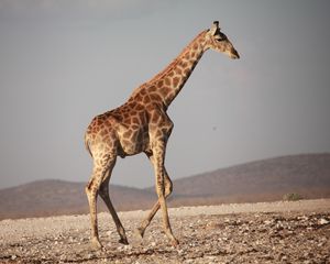 Preview wallpaper giraffe, walk, africa