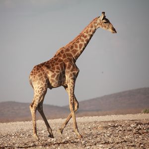 Preview wallpaper giraffe, walk, africa