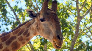 Preview wallpaper giraffe, white, wood