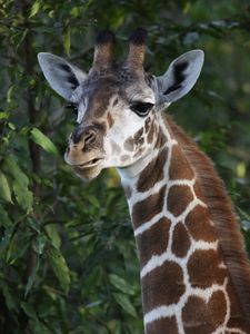 Preview wallpaper giraffe, wildlife, animal, leaves