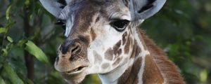 Preview wallpaper giraffe, wildlife, animal, leaves