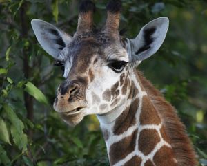 Preview wallpaper giraffe, wildlife, animal, leaves