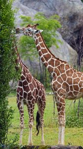 Preview wallpaper giraffes, animal, neck, bushes